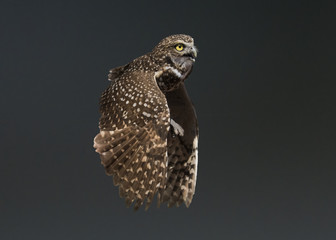 Burrowing Owl (Athene cunicularia) in Flight
