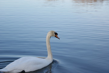 Schwan umgeben von leichten Wellen