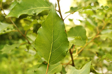 Texture of green poplar leaf close-up