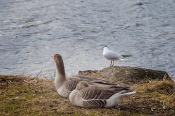 birds resting by the lake