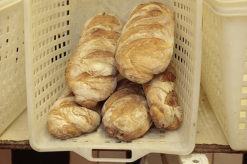 pane bread
