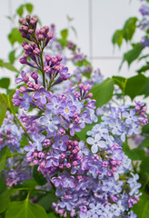 Spring, the month of may. Branch of lilac on a background of white walls. Happy, magical lilac flower with seven petals. To make a wish. 