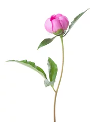 Fotobehang Pioenrozen .Pink peony isolated on white background.  © Antonel