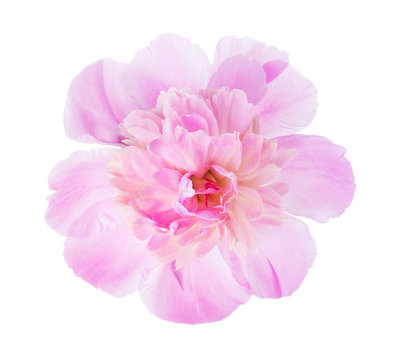Fototapeta Pink peony  isolated on white background.