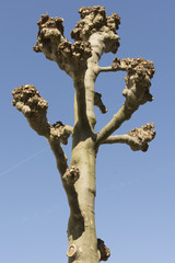 A tree with branches pruned in spring