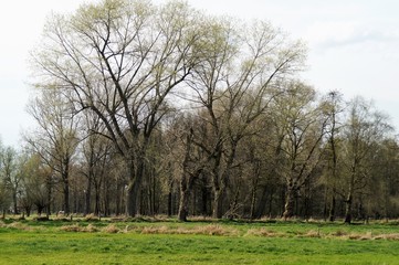 Frühling am Niederrhein bei Grefrath am Niersufer