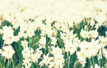 Fototapety  Planting white daffodils, spring time, retro