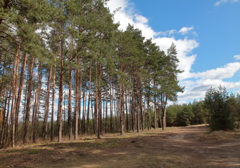 Pine grove