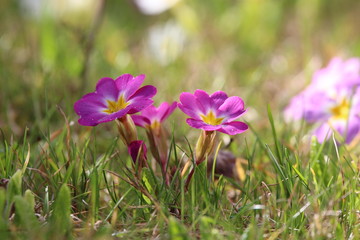 Fototapeta premium Primel