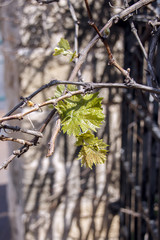 leaves of the vine