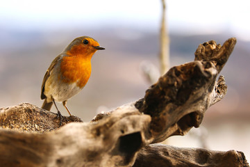 robin