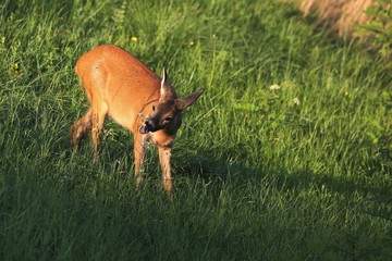 capriolo