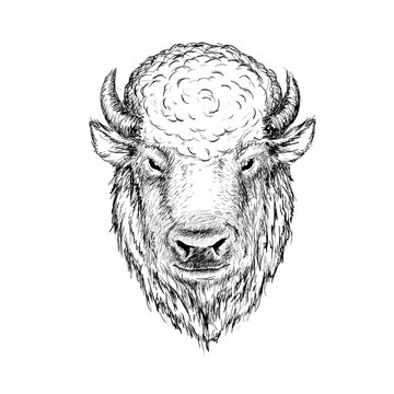 head of buffalo
