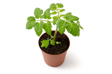Tomatenpflanze