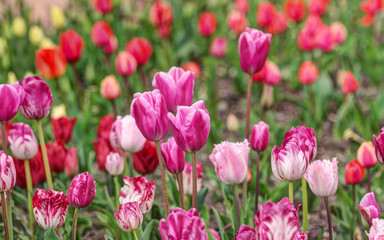 Obraz premium tulips in spring garden