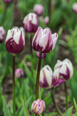 tulips in a spring garden
