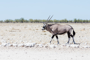 Oryx