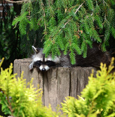 Shy Raccoon hiding behind fence and trees