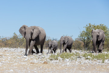 Obraz premium elephant