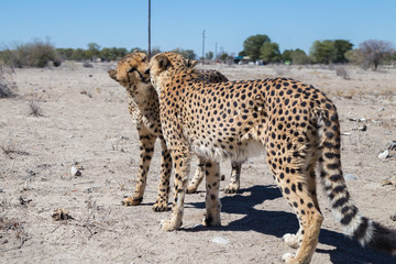 cheetah
