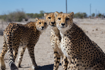cheetah
