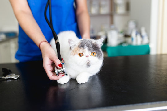 Beautiful exotic shorthair cat at veterinary. 