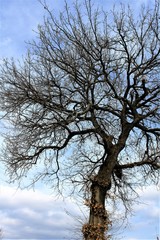 Fototapeta premium ARBOL