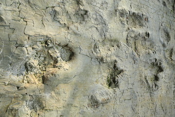 Dinosaur tracks in Wiehengebirge, Westphalia, Germany