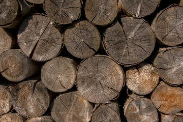Alte Baumstämme auf Holzbeige