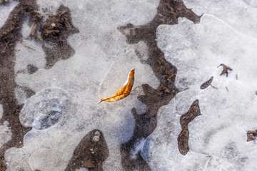 frozen leaf in an ice puddle