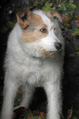A half-breed dog in the studio against a gray wall with flowers