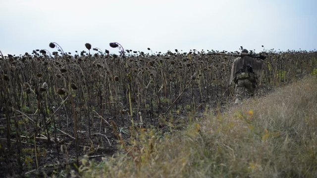 A soldier walks along the field. On the shoulder of a sniper rifle. Dried sunflowers. Autumn 2016. The war in Ukraine, Donbass