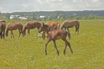 Fototapeta na wymiar cute little foal in a meadow