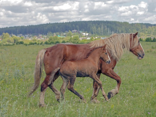 Obraz na płótnie Canvas cute little foal in a meadow