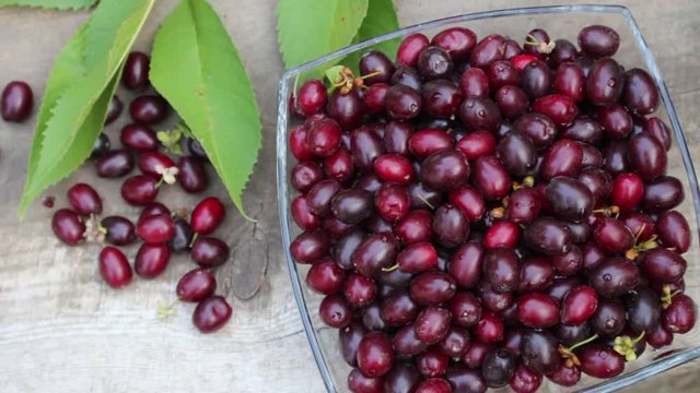 Cornus mas (Cornelian cherry, European cornel or Cornelian cherry dogwood). Ripe fruit is dark ruby red