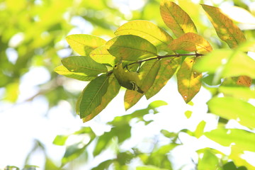 Green iora (Aegithina viridissima) in Sabah, Borneo