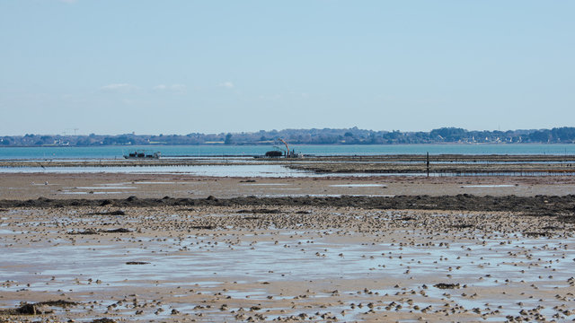 Morbihan Gulf, Oyster Farmer Who Collects His Oysters In Low Tide