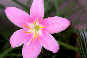 Obraz premium beautiful flower