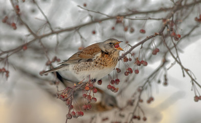  Fieldfare sitting in a tree