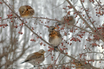  Fieldfare sitting in a tree