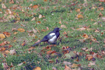 magpie sits in the green grass