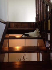 кошка лежит на лестнице