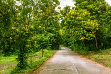 Fototapeta premium Concrete path pass through yellow blossom tree garden.