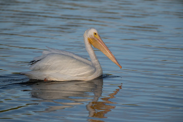 Fototapeta na wymiar American white pelican
