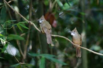 Ochraceous Bulbul bird (Alophoixus ochraceus)
