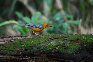 Orange-headed thrush (Geokichla citrina)