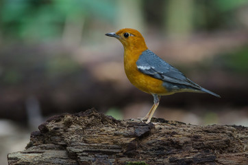 Orange-headed thrush (Geokichla citrina)