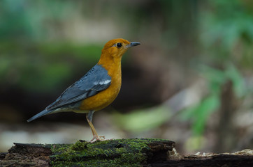 Orange-headed thrush (Geokichla citrina)