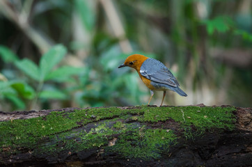 Orange-headed thrush (Geokichla citrina)