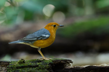 Orange-headed thrush (Geokichla citrina)